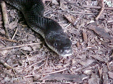 Black Rat Snake by Dave Pelletier