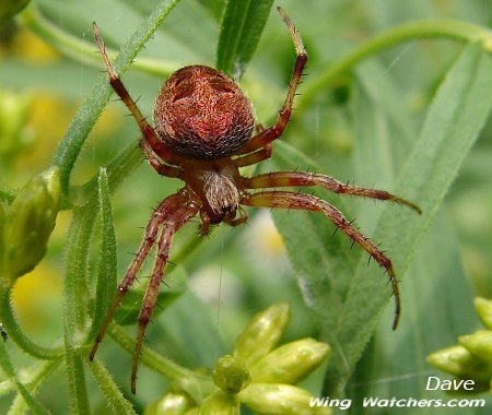 Orb Weaver species by Dave Pelletier