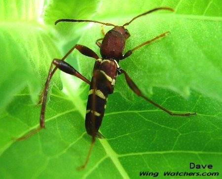 Red-headed Ash Borer Beetle by Dave Pelletier