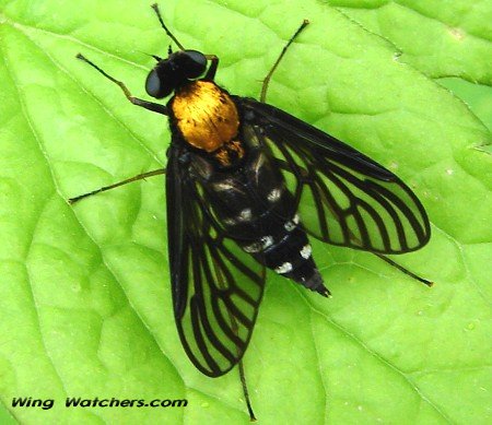 Golden-backed Snipefly by Dave Pelletier