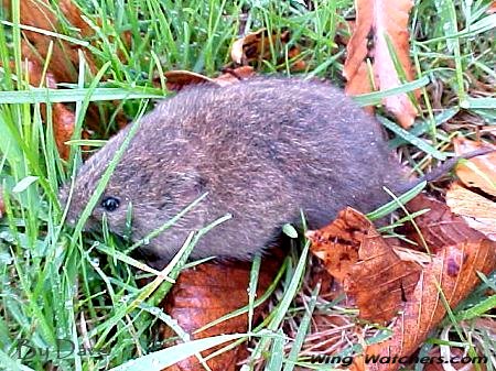 Meadow Vole by Dave Pelletier