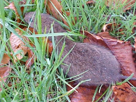 Meadow Vole by Dave Pelletier