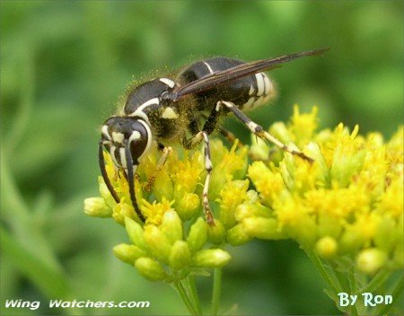 Bald-faced Hornet by Ron Pelletier