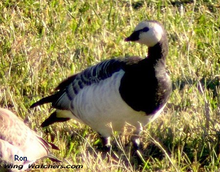 Barnacle Goose by Ron Pelletier