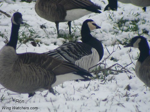 Barnacle Goose by Ron Pelletier