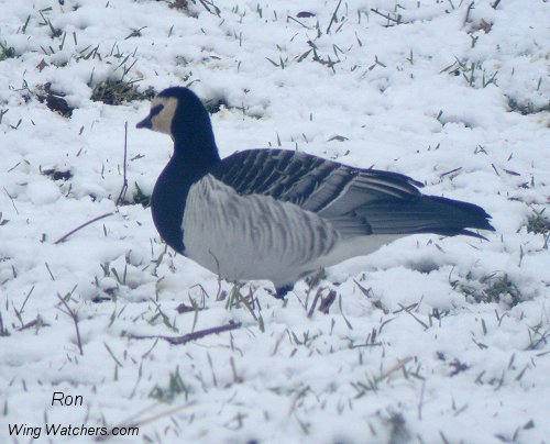 Barnacle Goose by Ron Pelletier