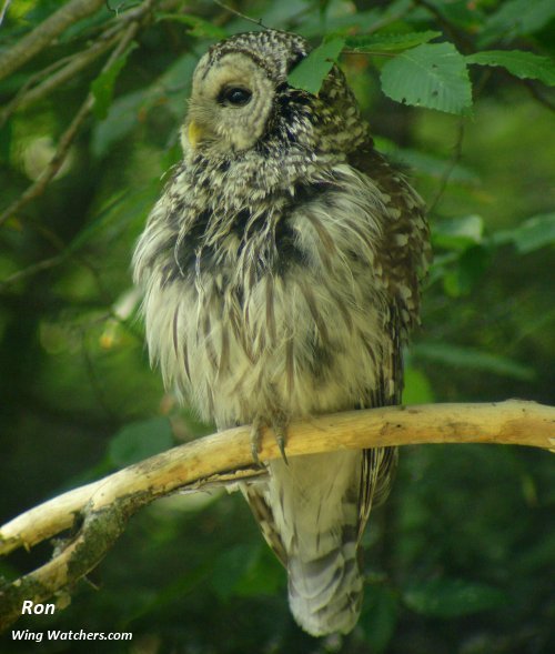 Barred Owl by Ron Pelletier