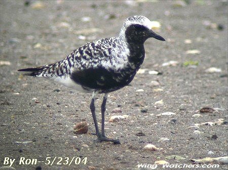 Black-bellied Plover in breeding plummage by Ron Pelletier