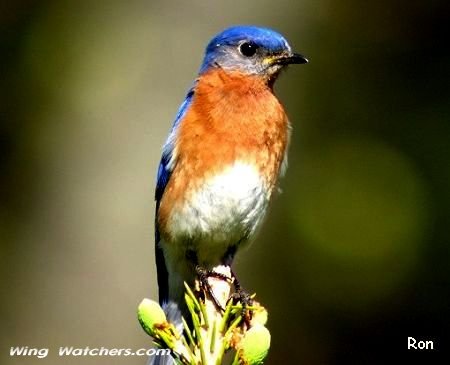 Eastern Bluebird (M) by Ron Pelletier