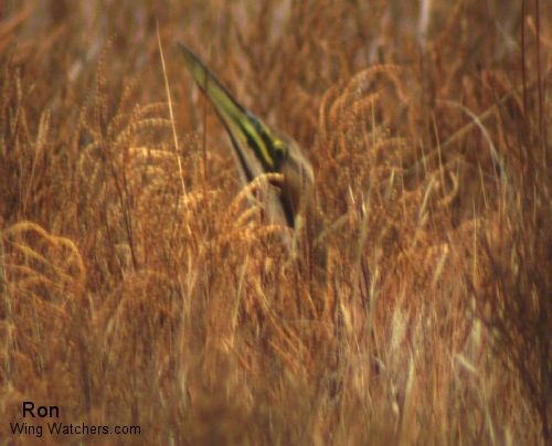 American Bittern by Ron Pelletier