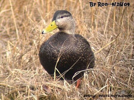 American Black Duck (M) by Ron Pelletier