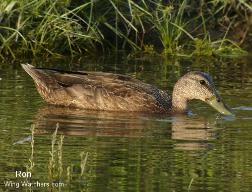 American Black Duck (F) by Ron Pelletier