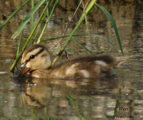 American Black Duck chick by Ron Pelletier