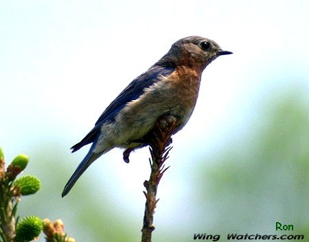 Eastern Bluebird (F) by Ron Pelletier