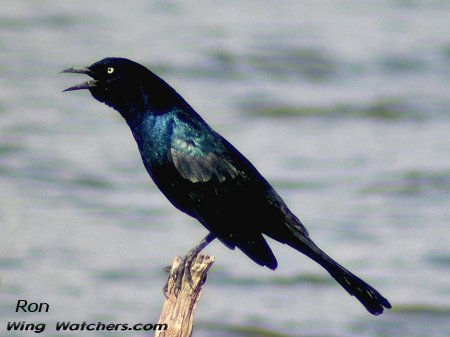 Boat-tailed Grackle (M) by Ron Pelletier