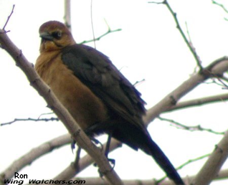 Boat-tailed Grackle (F) by Ron Pelletier