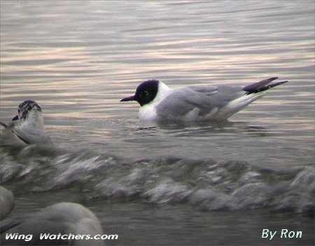 Bonaparte's Gull (breeding) by Ron Pelletier