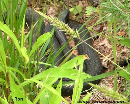 Northern Black Racer by Ron Pelletier