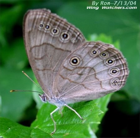 Appalacian Brown Butterfly by Ron Pelletier