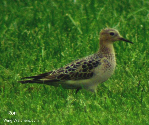 Buff-breasted Sandpiper by Ron Pelletier