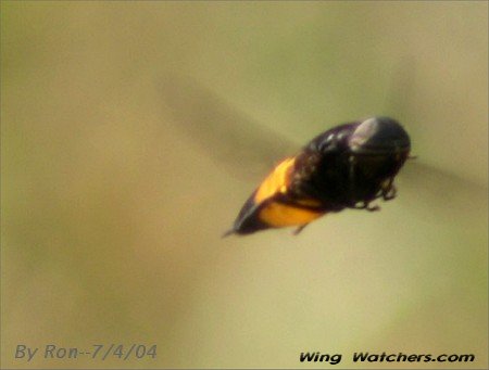 Horsefly species by Ron Pelletier