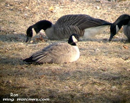 Cackling Goose in forefront by Ron Pelletier