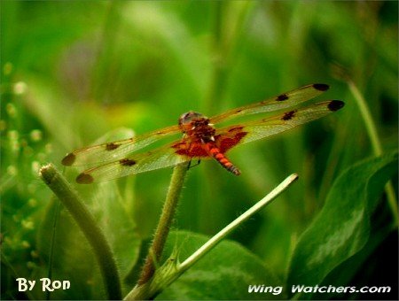 Calico Pennant by Ron Pelletier