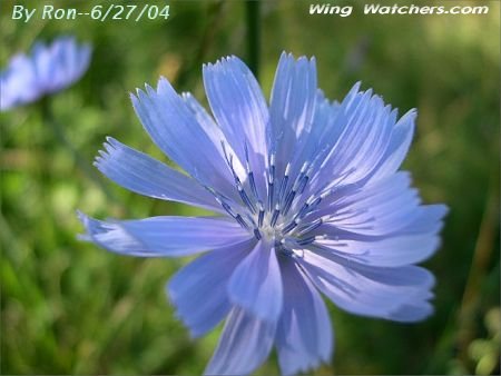 Chickory Flower