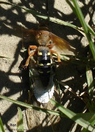 Cicada Killer by Ron Pelletier