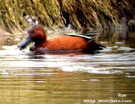 Cinnamon Teal (M) by Ron Pelletier