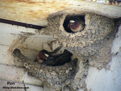 Cliff Swallows building nests by Ron Pelletier