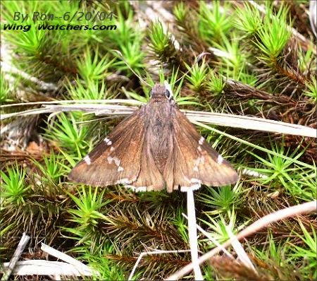 Southern Cloudywing Skipper by Ron Pelletier