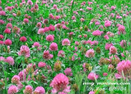 Red Clover flowers