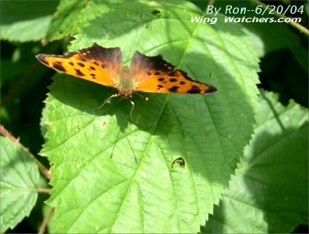 Comma Butterfly species by Ron Pelletier