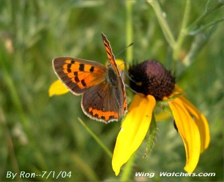 American Copper Butterfly by Ron Pelletier