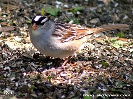 White-crowned Sparrow (M) by Ron Pelletier