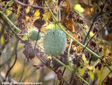 Wild Cucumber