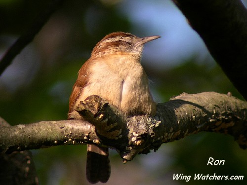 Carolina Wren by Ron Pelletier