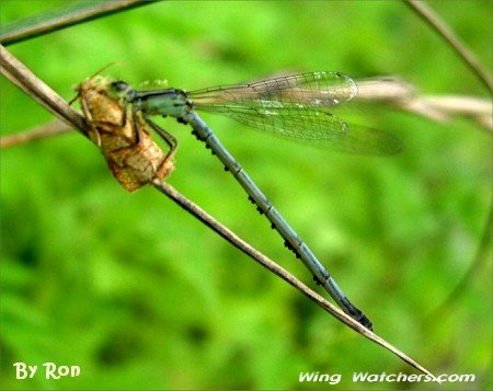 Spreadwing Damselfly species by Ron Pelletier