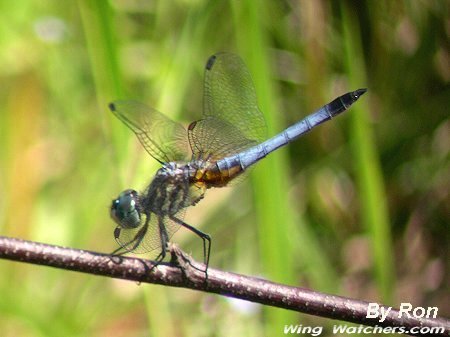 Blue Dasher (M) by Ron Pelletier