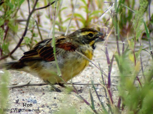 Dickcissel by Ron Pelletier