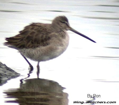 Long-billed Dowitcher by Ron Pelletier