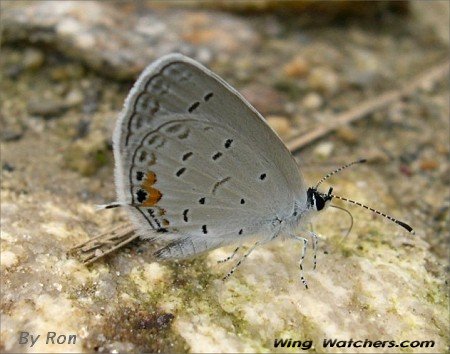 Eastern Tailed Blue by Ron Pelletier