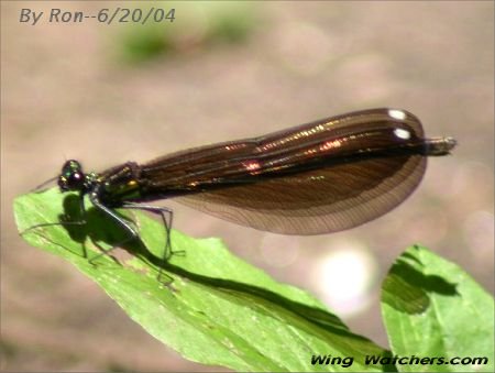 Ebony Jewelwing (F) by Ron Pelletier