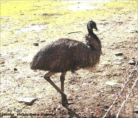 Emu in captivity by Ron Pelletier