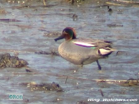 Eurasian Green-winged Teal (M) by Ron Pelletier