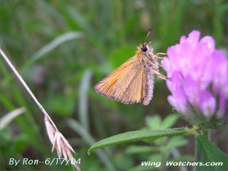 European Skipper by Ron Pelletier