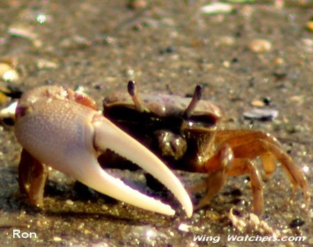 Fiddler Crab by Ron Pelletier