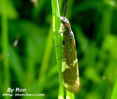 Dark Fishfly by Ron Pelletier