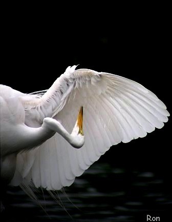 Great Egret preening feathers by Ron Pelletier